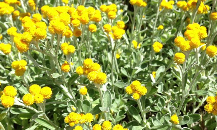 Alpine Gardening