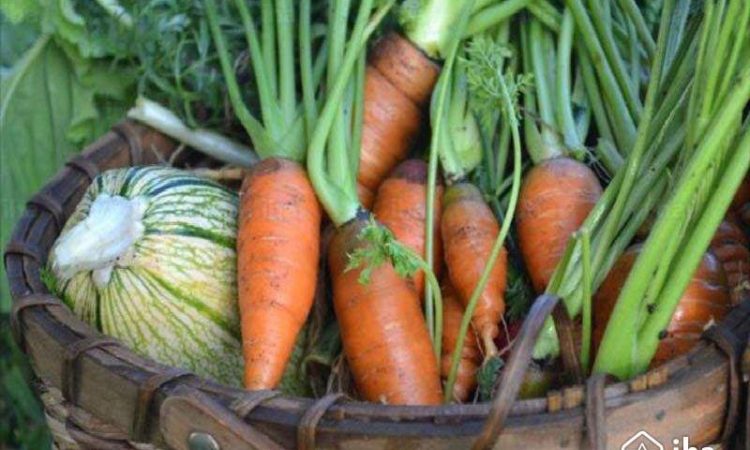 Harvesting Cool Season Vegetables