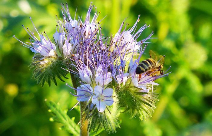 PHACELIA, Annual Flower Information