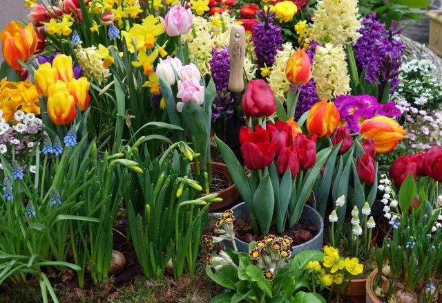 Flower backyard bulbs, Corms or Tubers on your backyard