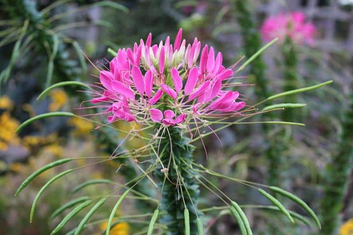 Plant look after Cleome Spiderflower, Annual Flower Info